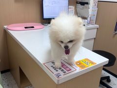 -瑞派康怡24h宠物医院·犬猫医疗中心·微创绝育(瑞景分院)