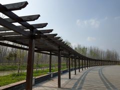 -合肥滨湖国家森林公园