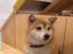-是阿柴呀！柴犬咖啡·爱喵喵猫咖