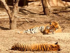 -北京野生动物园