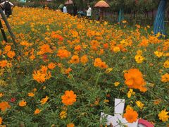 景点-荷兰花海