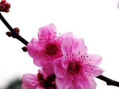 -秀丽东方