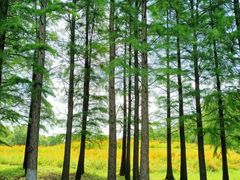 -梁鸿国家湿地公园