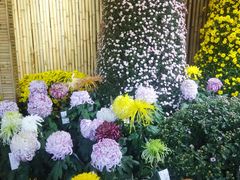 -杭州植物园