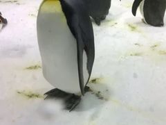 -大连圣亚海洋世界