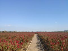 -漩门湾国家湿地公园