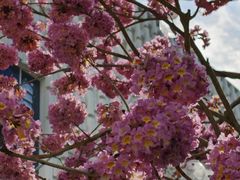 -深圳湾万象城(南山店)