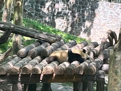 -都江堰中华大熊猫苑