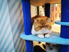 -糯米喵星人·撸猫猫舍咖啡馆(西市场嘉华店)