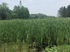 -长广溪湿地公园