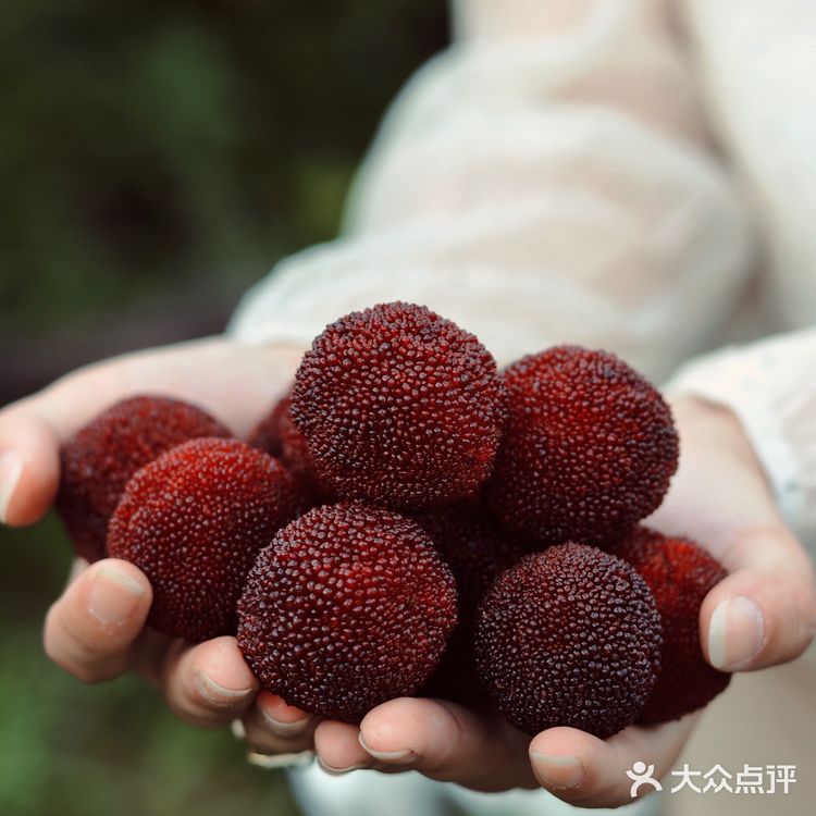 江浙沪周边游 | 又到杨梅季仙居杨梅熟了