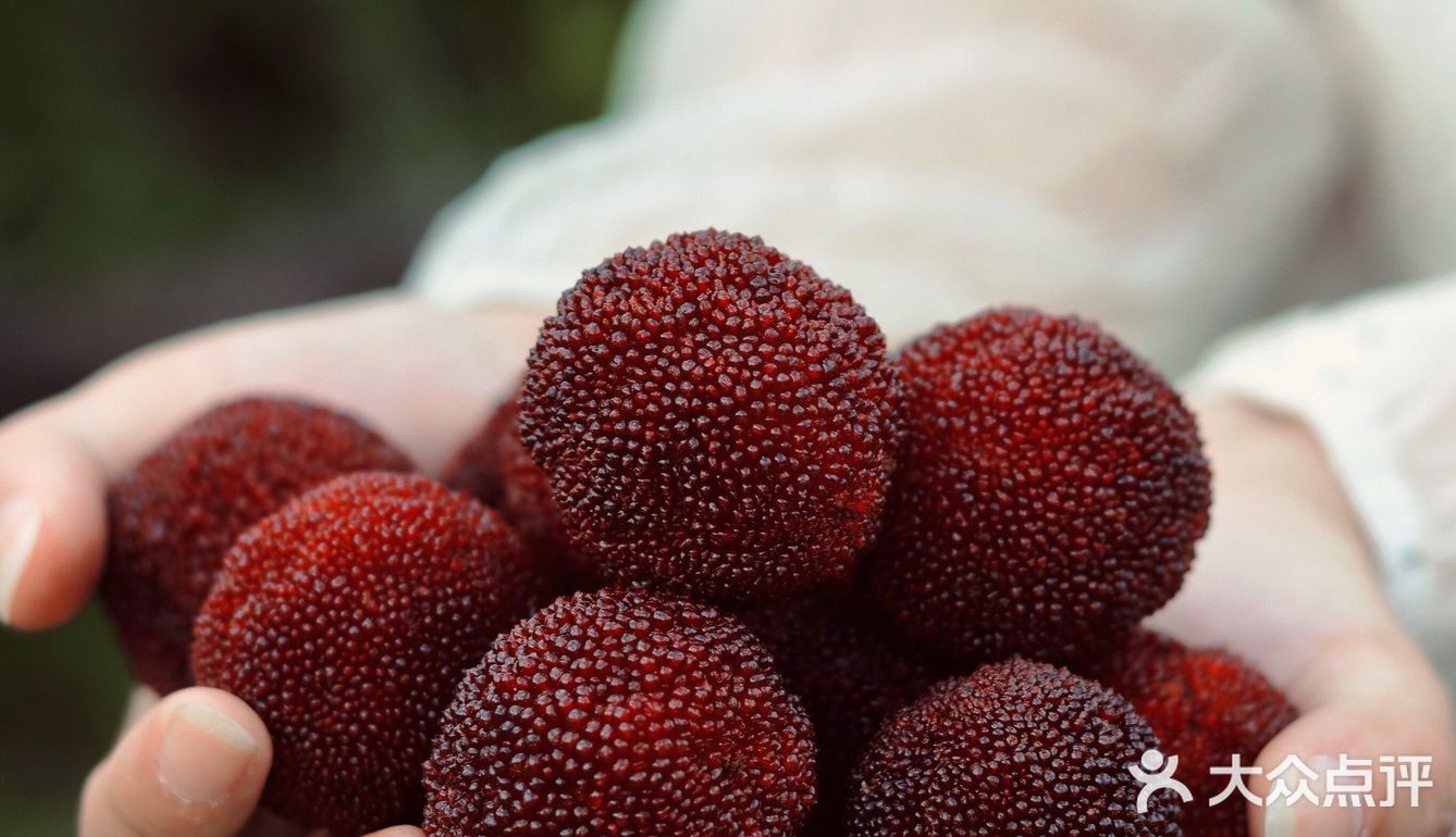 江浙沪周边游 | 又到杨梅季仙居杨梅熟了