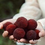 江浙沪周边游 | 又到杨梅季仙居杨梅熟了