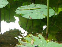 -陈家山荷花公园