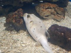 -烟台海昌鲸鲨海洋公园