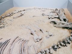 -呼伦贝尔民族博物馆