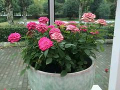 -上海鲜花港