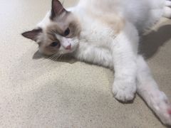 -藏猫猫咖啡主题馆(中央大道店)