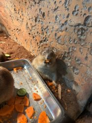 -Zoolung Zoolung动物主题公园(海信广场店)