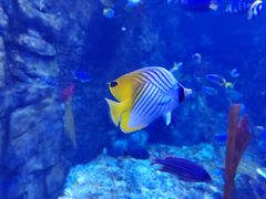 -太平洋海底世界