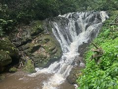 -莫里热带雨林景区