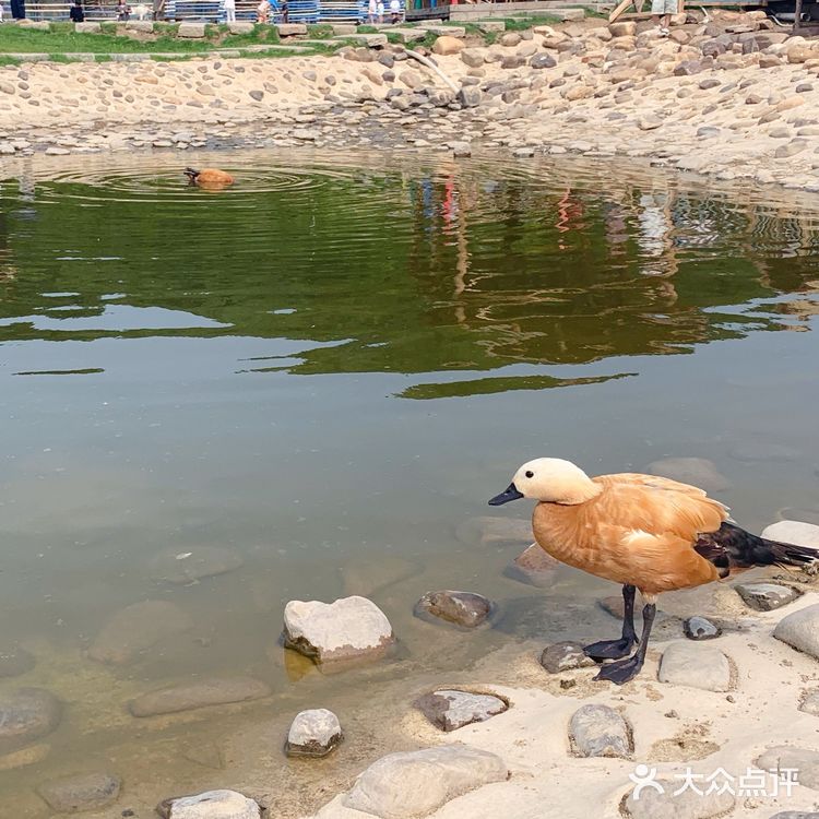鞍山老院子动物园