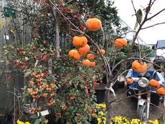 -龙大花卉苗木市场