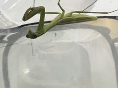 -上海昆虫博物馆