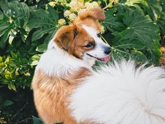 -西安浐灞艾美酒店·汉江餐厅·火锅