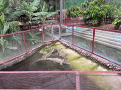 -呀路古热带植物园