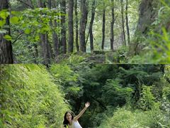 -铁山坪森林公园