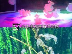 -左海海底世界
