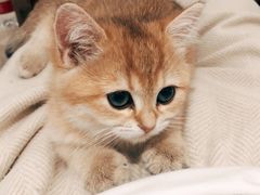 -袖虎·猫馆(体育西路店)