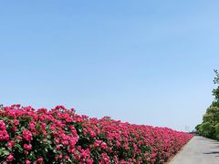 -上海滨江森林公园