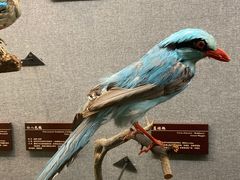 -昆明动物博物馆