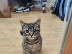 -pd派德宠物中心医院24H急重症·眼科中心·血液透析中心(嵩山北路店)