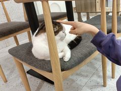 -喵园·猫主题咖啡厅·撸猫·猫咖(国贸店)