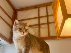 -Let's go狗咖·猫咖·奶狗·桌游(春熙路IFS店)