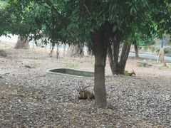 -清迈夜间动物园