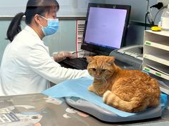 -纳吉亚猫专科动物诊疗中心(蒋宅口分院)