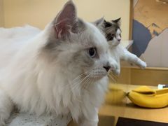 -滚猫咖啡·猫咖·猫友好撸猫(未来城店)