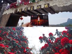 -贵州百里杜鹃风景名胜区