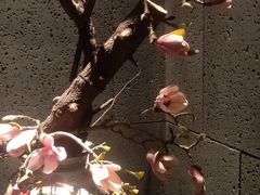 -新盈光·心院(嘉恒广场店)