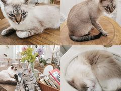 -共舞时光猫咖·狗咖(新街口店)