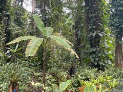 -中国科学院西双版纳热带植物园