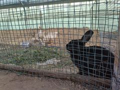 -庞各庄翠芳园西瓜蔬菜基地采摘园