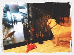 -百好乐宠物友好餐厅(朝外大街店)