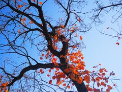 -北京西山国家森林公园