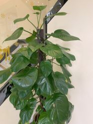 -苗医生草本科技祛痘