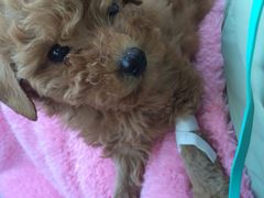 樊家宠物医院-樊家宠物医院